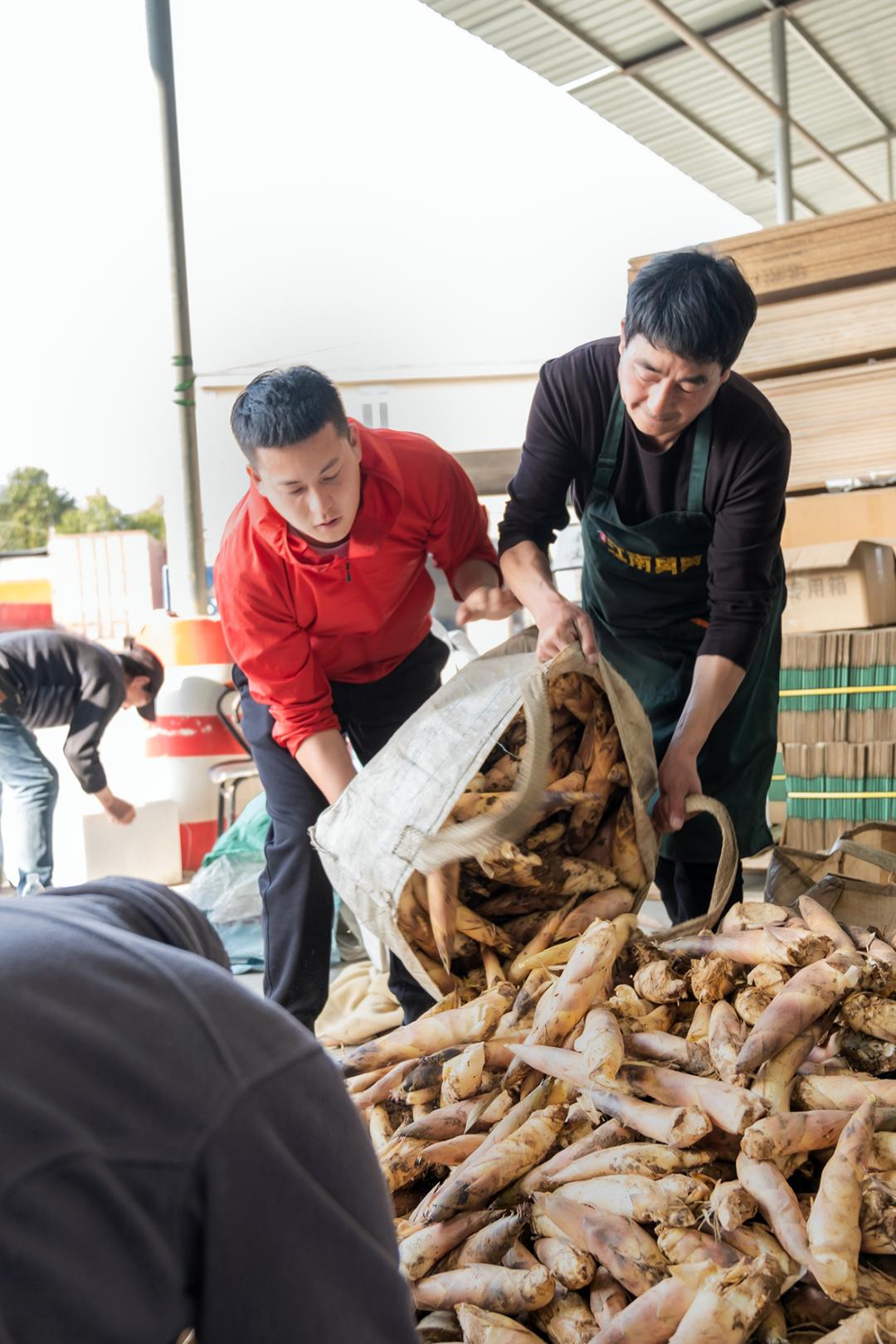 竹笋成熟采收忙村民增收致富乐,竹乡临安春笋批量上市