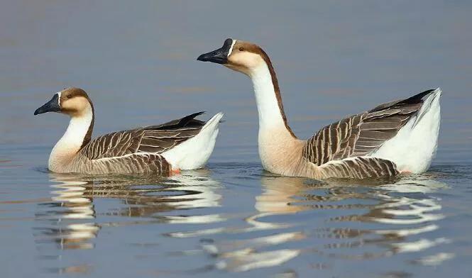 鸿字的吉凶,鸿字吉祥语