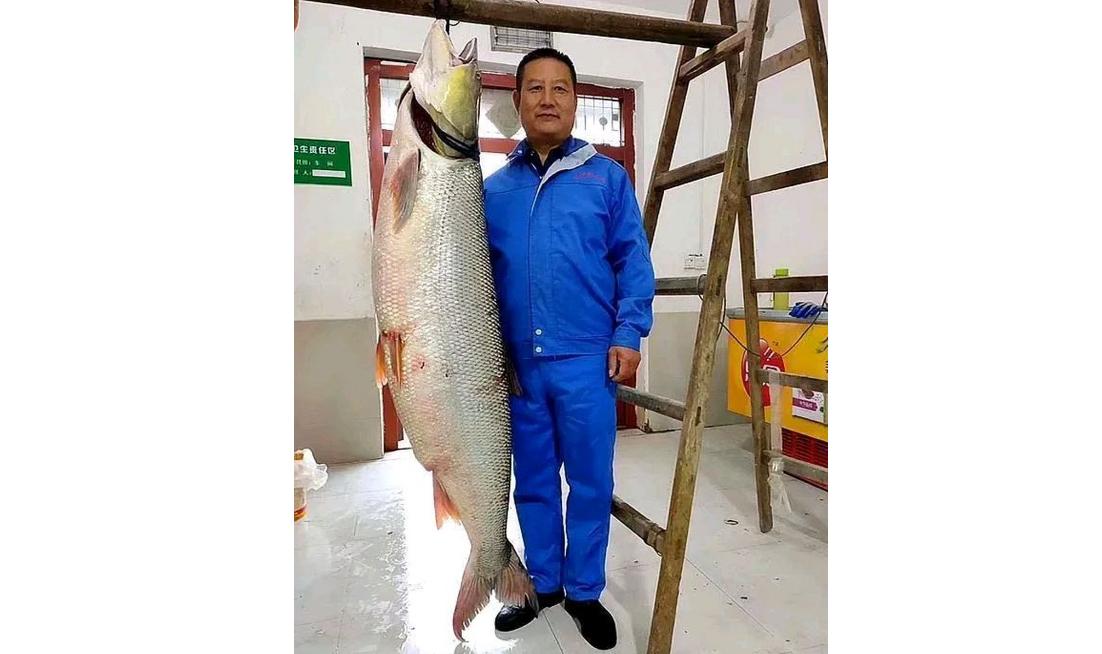 三峡水坝大鱼横行,三峡区出现大量水老虎