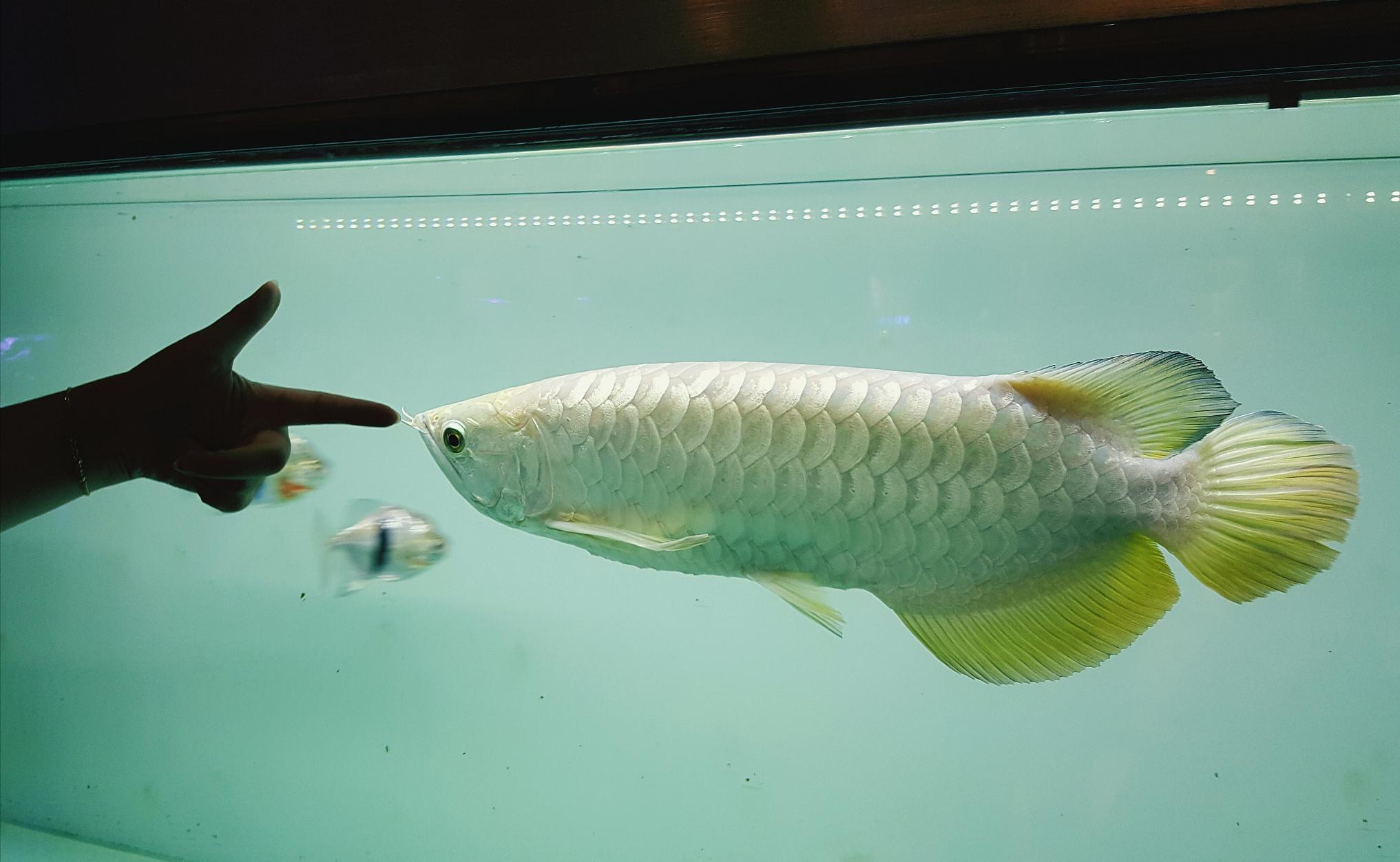 龙鱼失鳔是什么原因,龙鱼失鳔怎样治疗