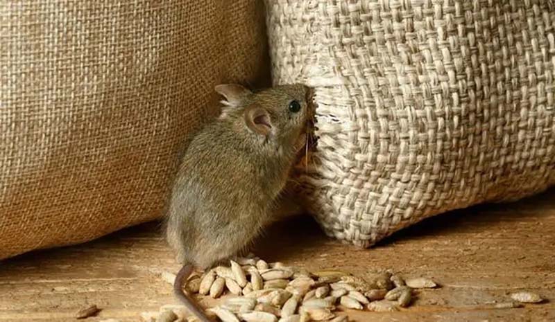 三株口服液为何跌落神坛,三株口服液创始人最新消息