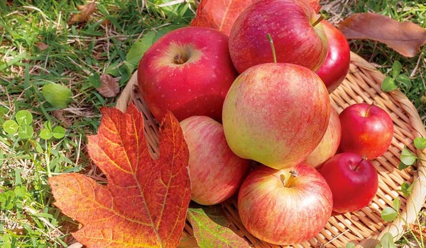 日本四大食物,日本四大特色食物
