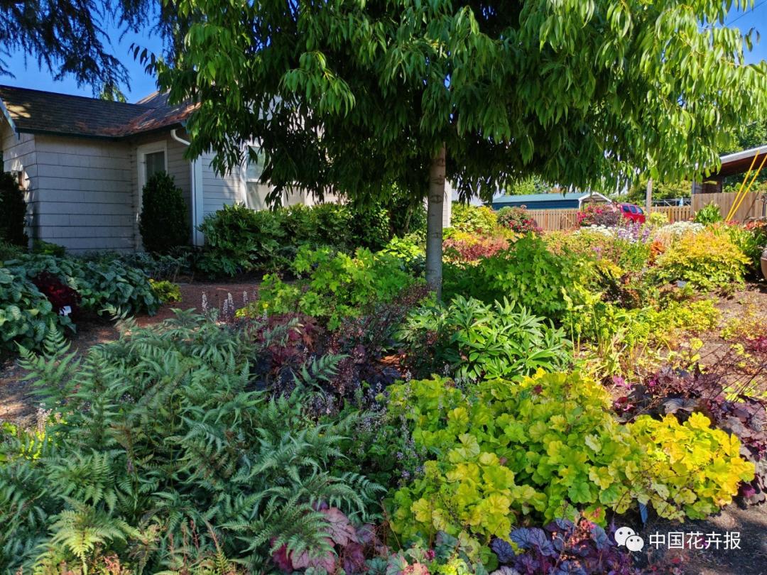 宿根花卉栽培,宿根花卉的栽培管理