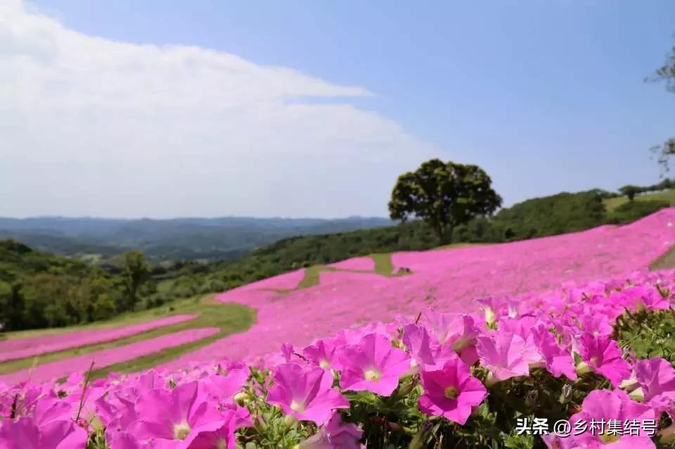 日本亲子农场主题乐园,日本妈妈牧场成功的原因