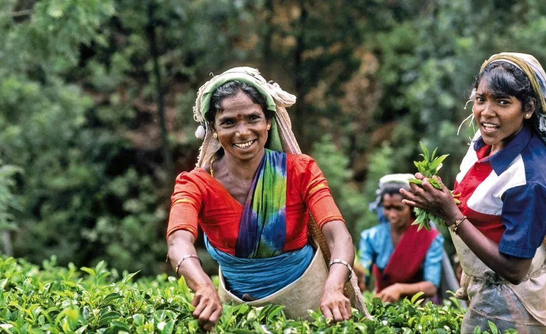 斯里兰卡的茶文化锡兰红茶简介,斯里兰卡与中国茶文化对比