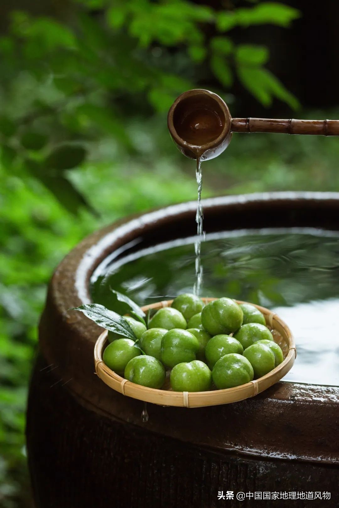 李子哪个品种最甜最好吃,李子种植哪个品种最好吃