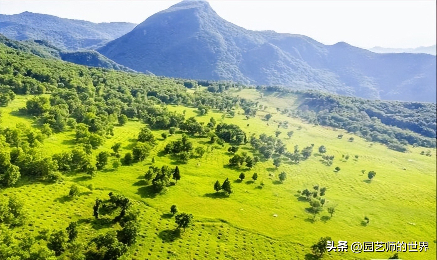 疏林草地的作用,疏林草地效果图
