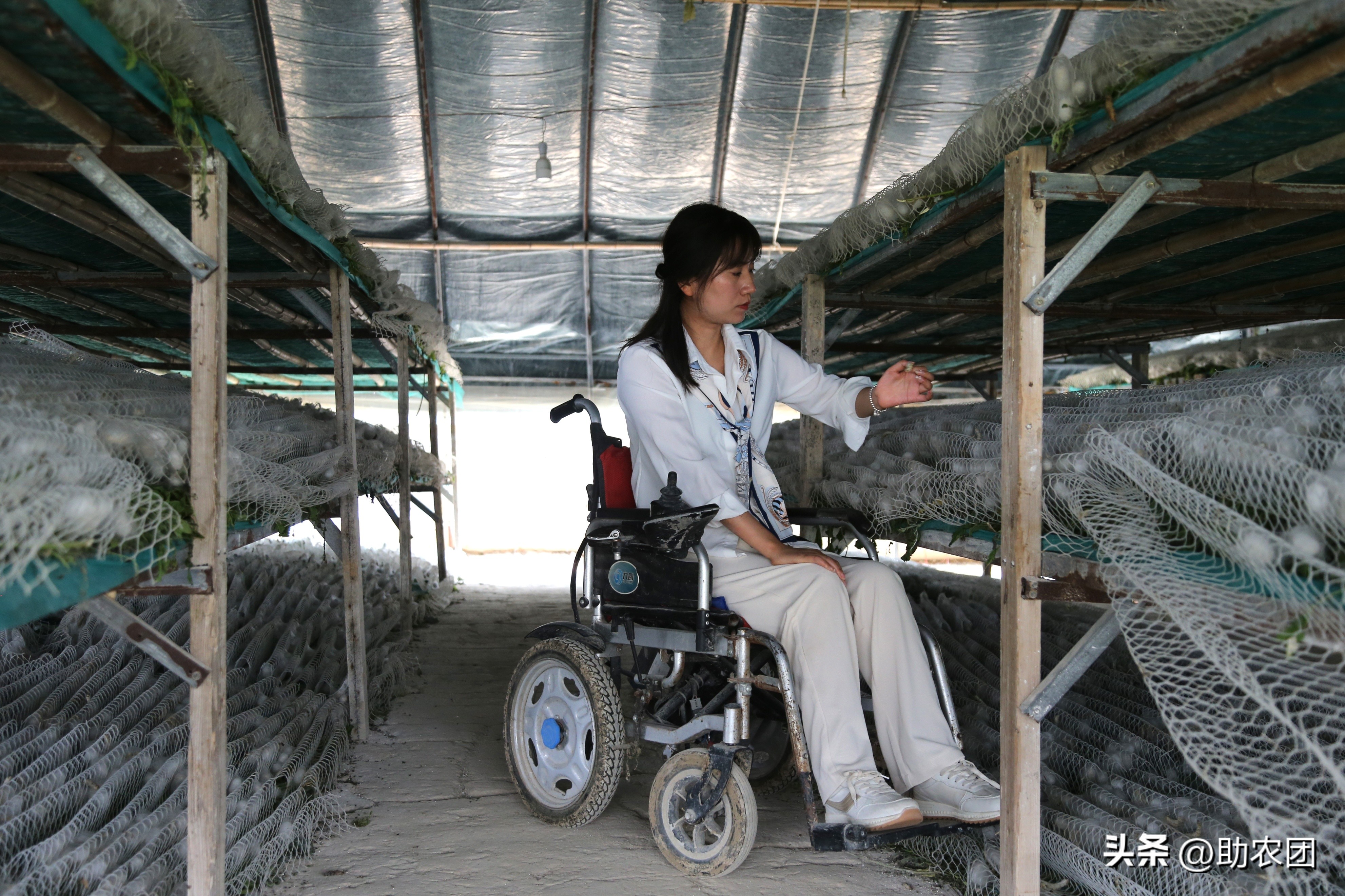 轮椅女孩开网店攒下70万返乡创业，租下150亩地养蚕能成功吗？