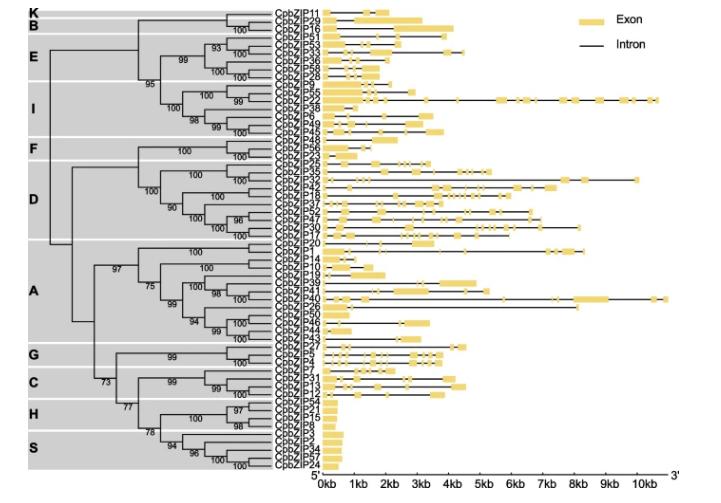 碱性亮氨酸拉链的介入，会对青钱柳根茎发育产生多大影响？