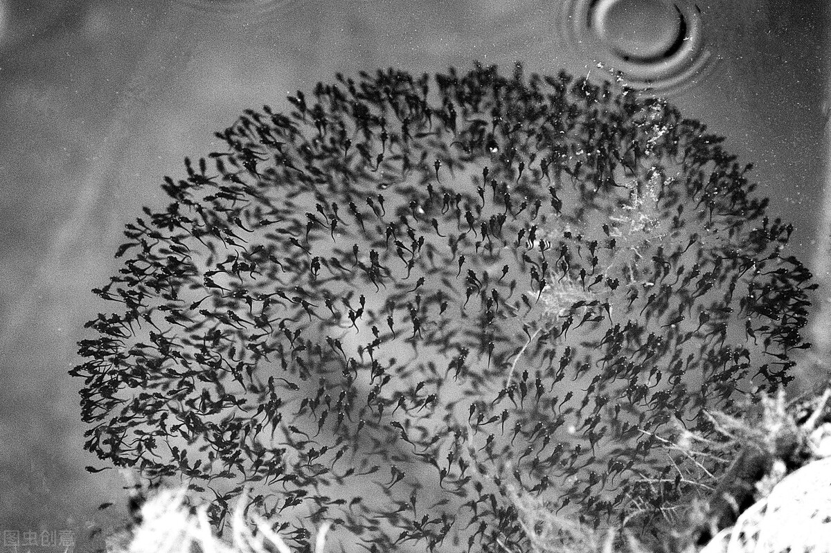 水泥池里养黑鱼视频,黑鱼工厂化水泥池养殖