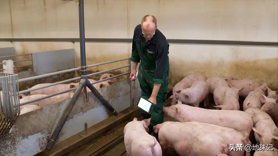 丹麦为什么那么富裕,丹麦为什么能成为养猪王国