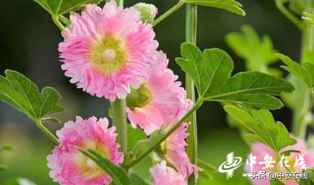 安徽有想法端午礼盒,安徽端午礼盒送什么好