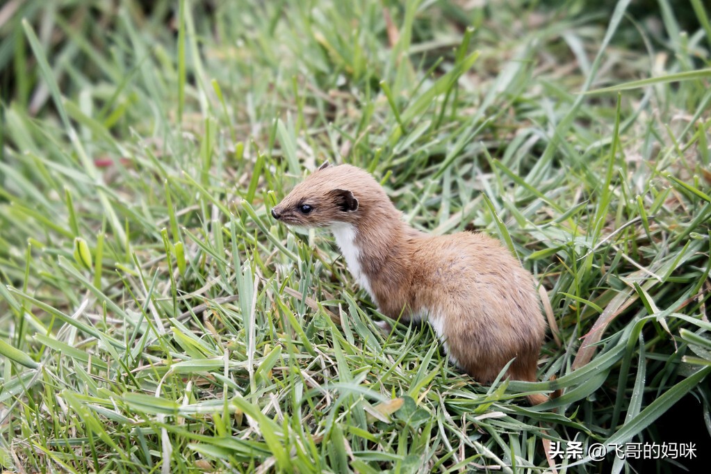 臭屁王吃西瓜,臭屁王偷吃