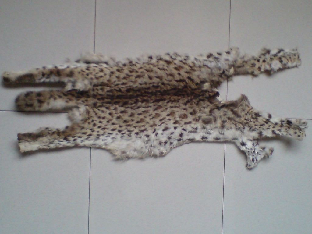 猛兽危险！“石虎”现身广东，外貌像极家猫，常被人误当猫咪饲养