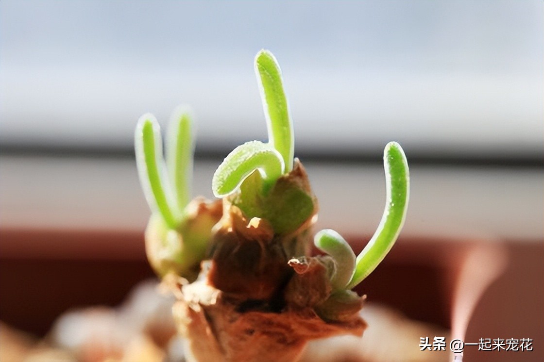 人见人爱的动物大全,人见人爱的生肖却又让人害怕