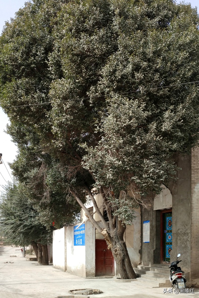 新疆疆内旅游自驾四天库车出发,新疆龟兹旅游