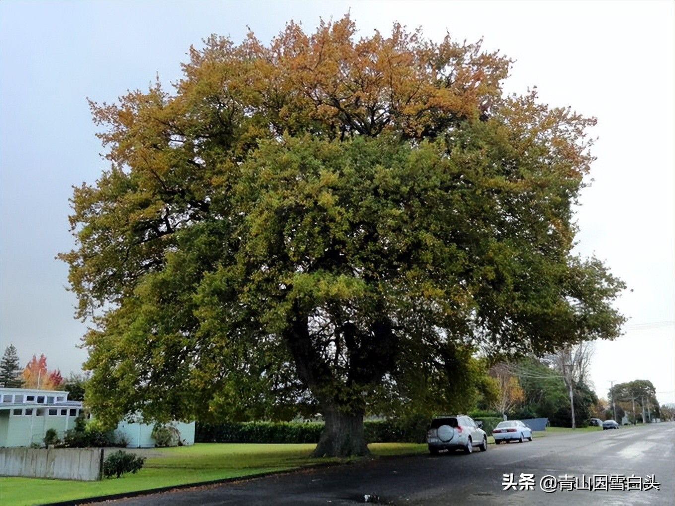 种树经济价值,种树前景如何发展