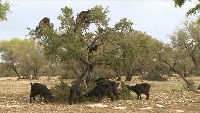 摩洛哥踢球干净吗,摩洛哥是怎样的一支球队