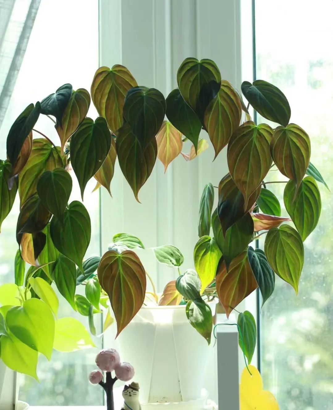 蔓绿绒品种图片大全,蔓绿绒品种图片图文