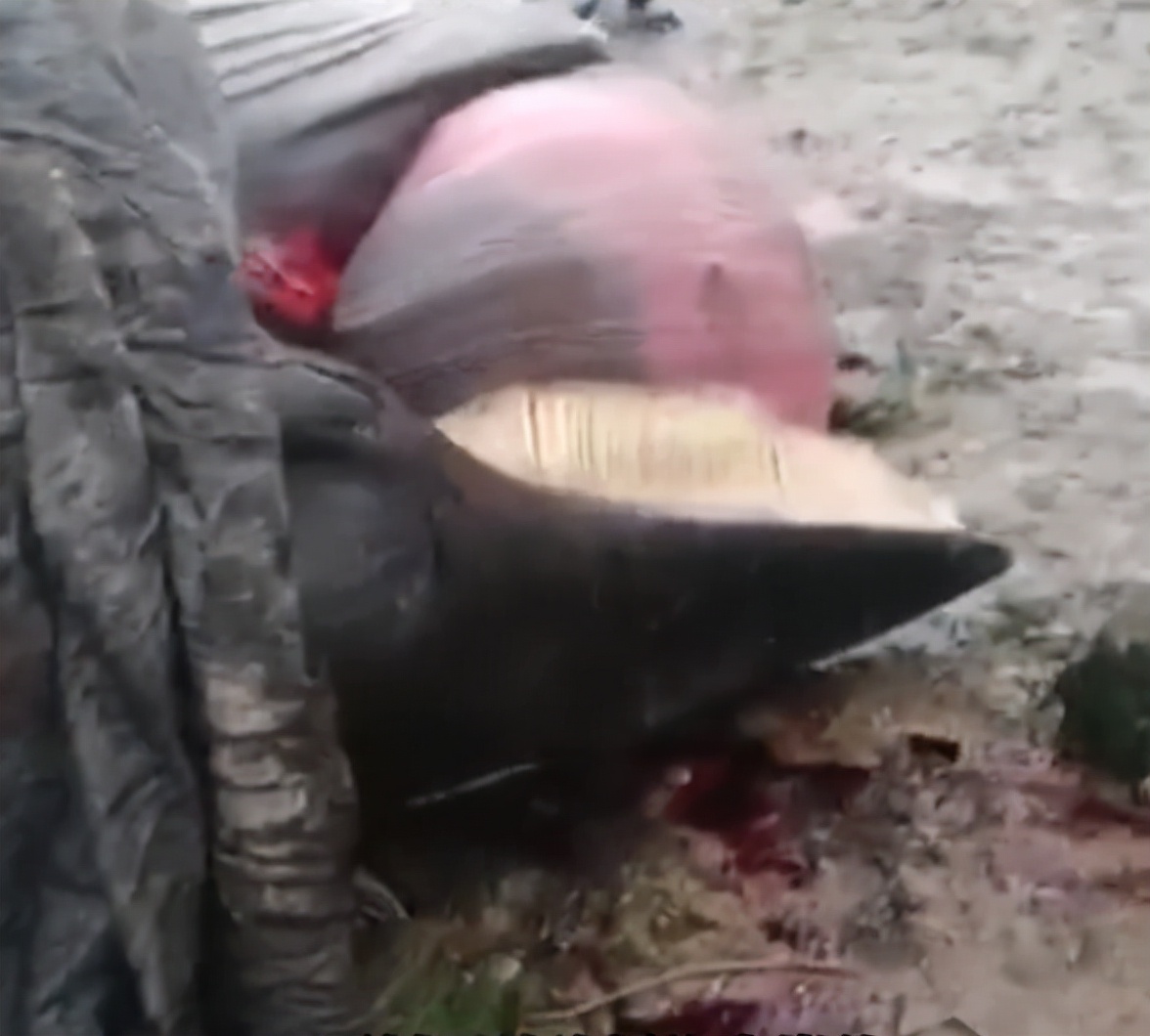 辽宁海域鲸鱼,海边发现一只小海豚