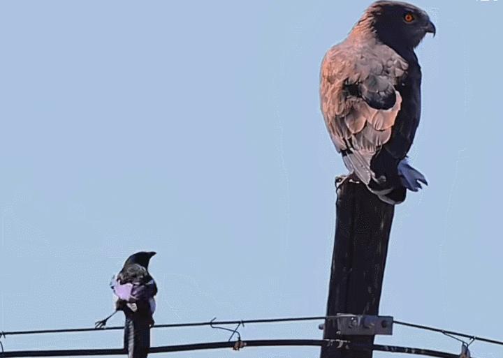 河北出现大鸟喜鹊追随,河北上空惊现大鸟原视频