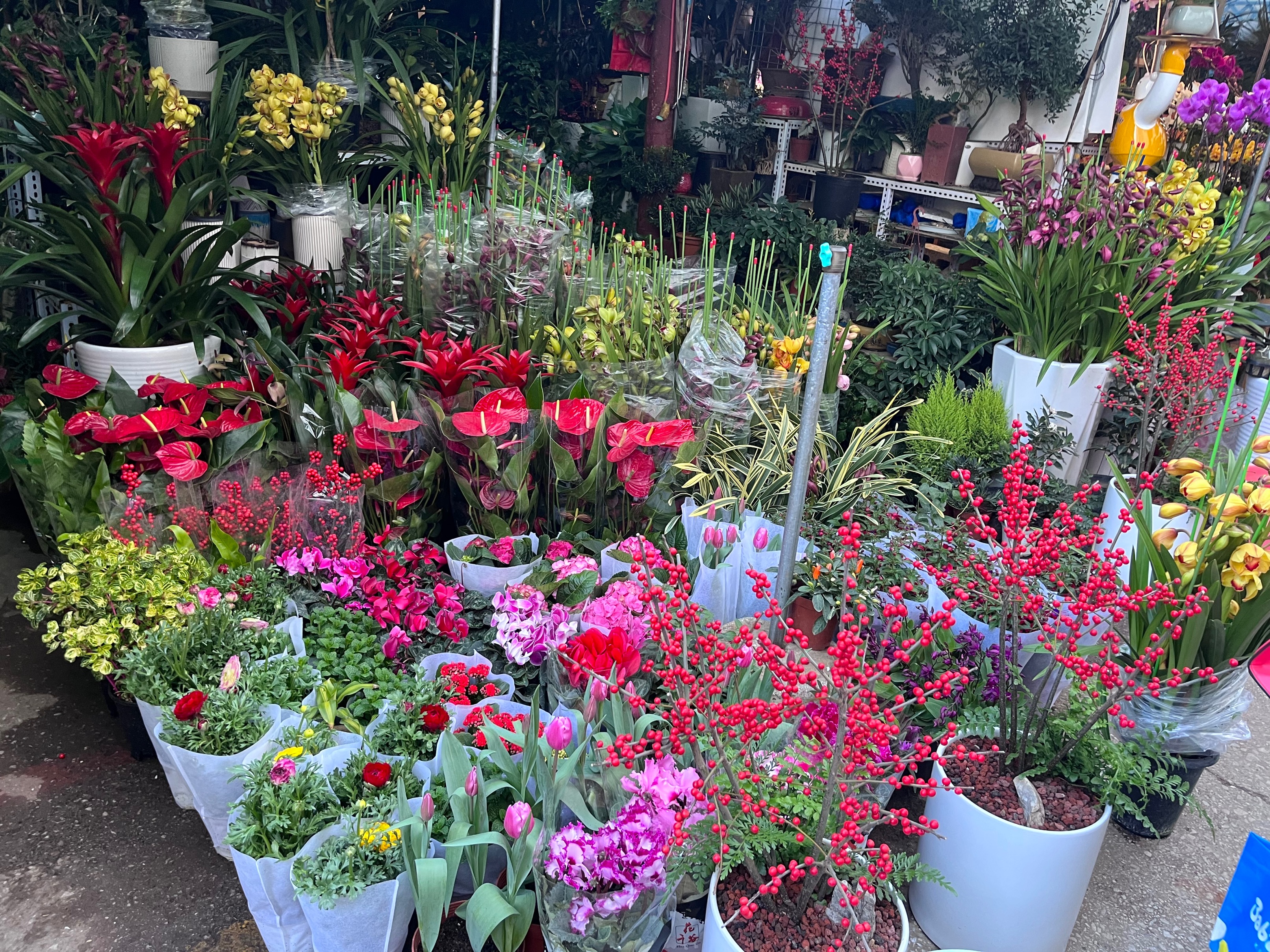 昆明花市今日花价,昆明花卉批发市场年宵花