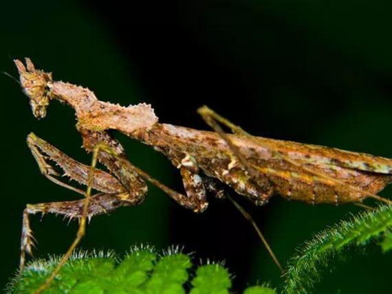 螳螂吃掉自己丈夫的头,螳螂为什么吃掉配偶螳螂吃蛇