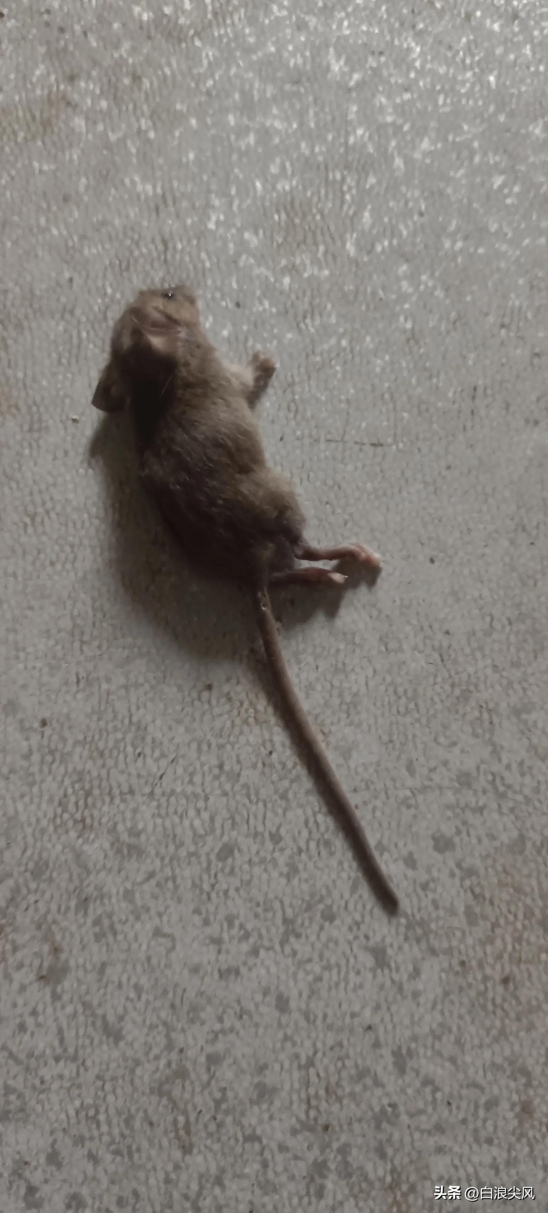 租客被老鼠咬伤房东如何处理,租房期间电路被老鼠咬坏谁负责