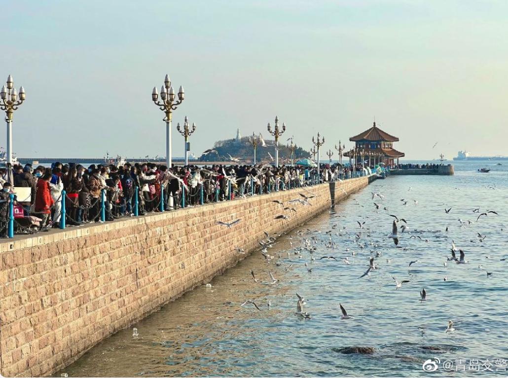 喂过一次大连海鸥，人类就要为自己的弱小羞愧