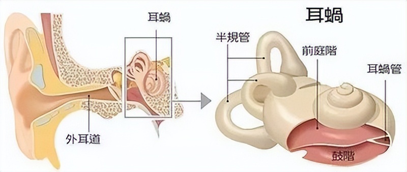 耳蜗的解剖结构和功能,耳蜗的功能的描述