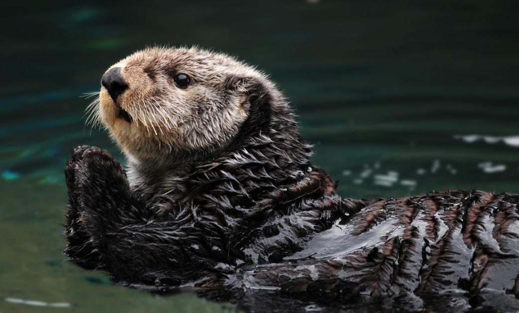 交配明明是为了繁衍后代,为什么雄性海獭,要将雌性折磨致死?