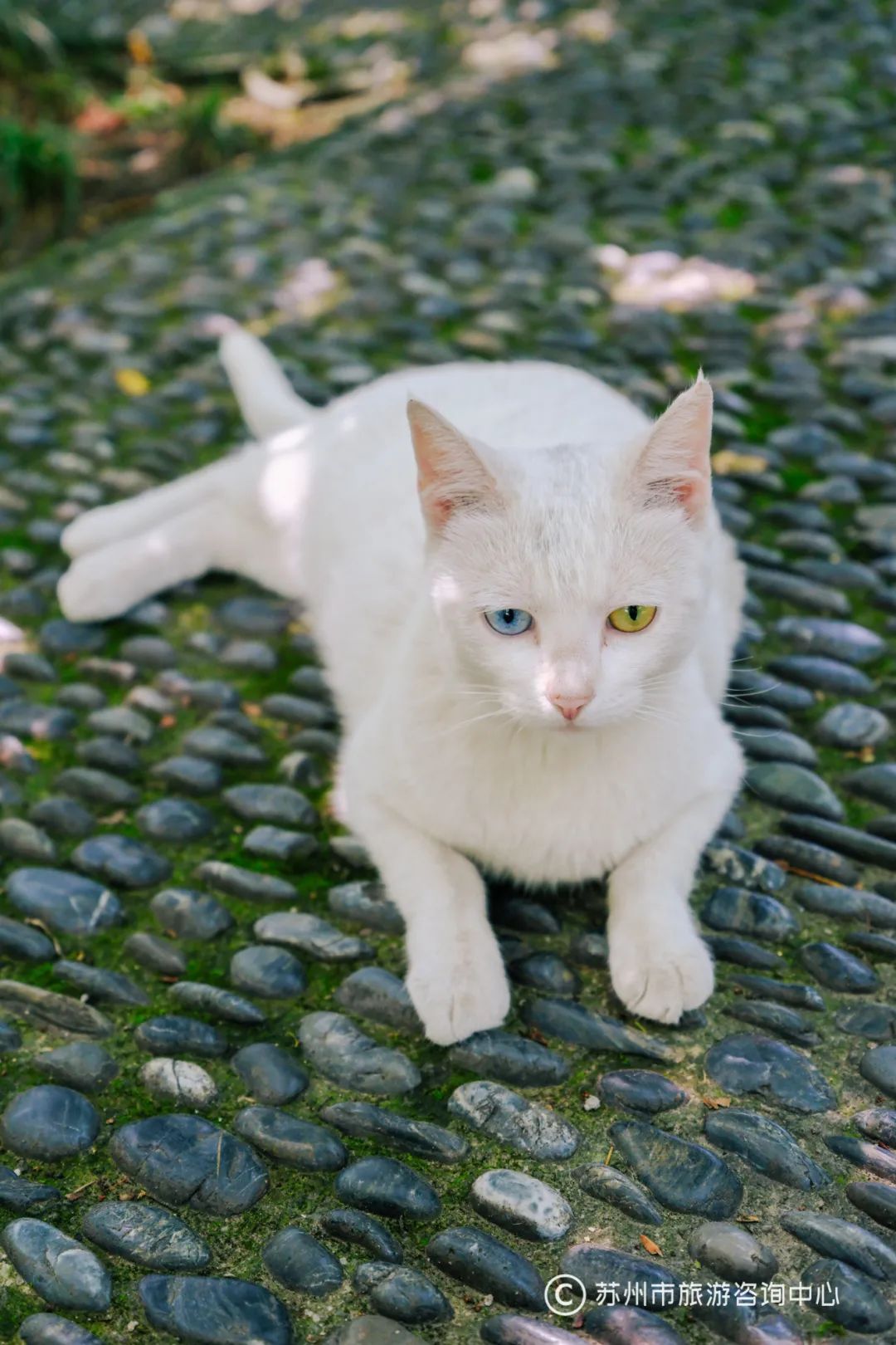 苏州马拉松路线攻略,苏州马拉松旅游攻略