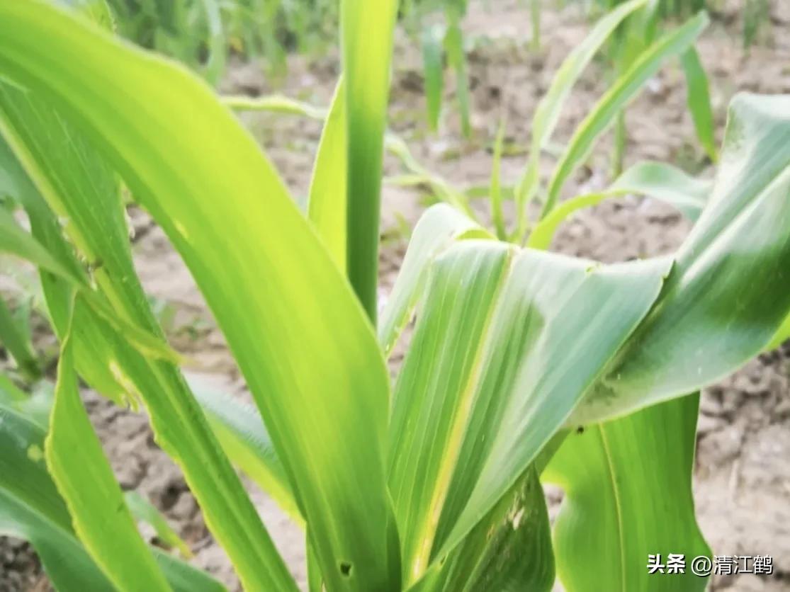 玉米除草剂药害最佳补救方法,玉米24d丁酯除草药害图片