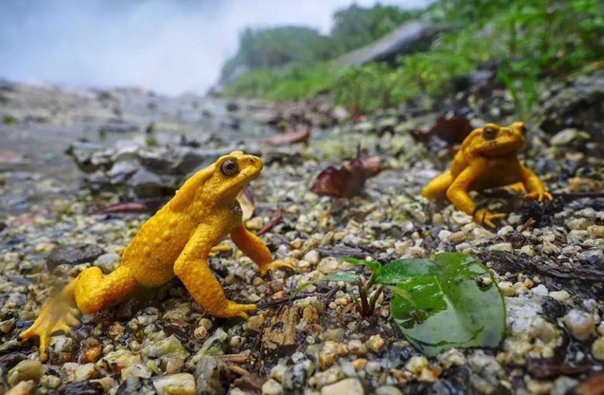 云南独龙江大量金蟾集结，网友：此乃祥瑞之兆，见金蟾就发大财！