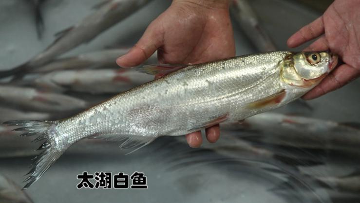 公认好吃淡水鱼有哪些种类,四大淡水名鱼是哪四种鱼