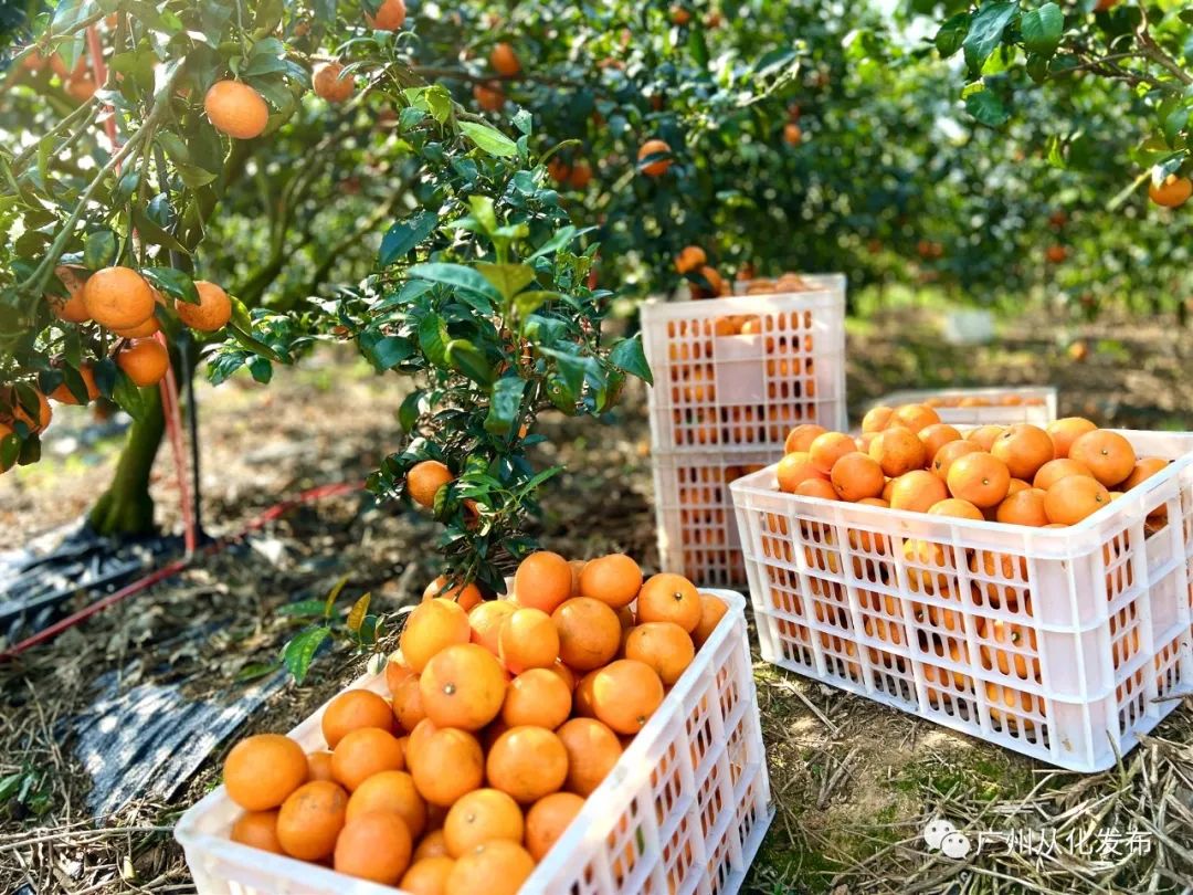 新春攻略生肖派对,新年怎么玩好玩