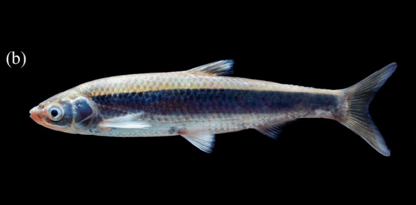 黑龙江三花五罗十八子图片,黑龙江名鱼三花五罗