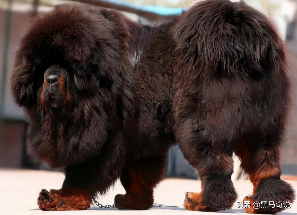 濒临灭绝藏獒,藏獒濒临灭绝