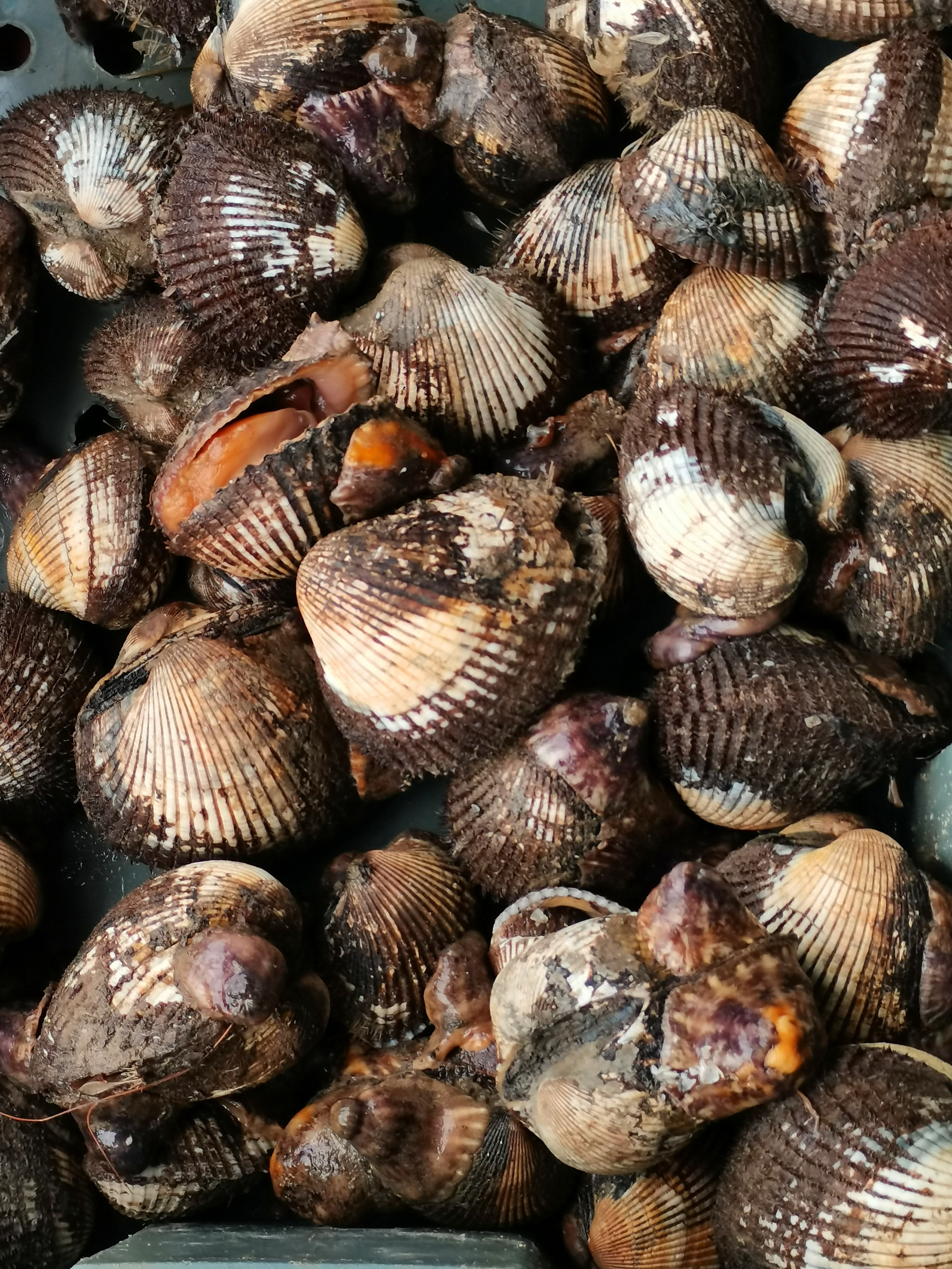 福建长乐漳港：看海、吃海鲜,2022·9·23