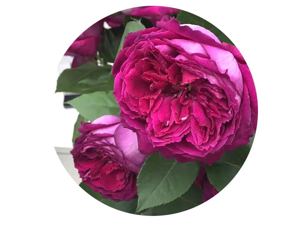 最美邂逅：百合博览园里美不胜收的名贵之花