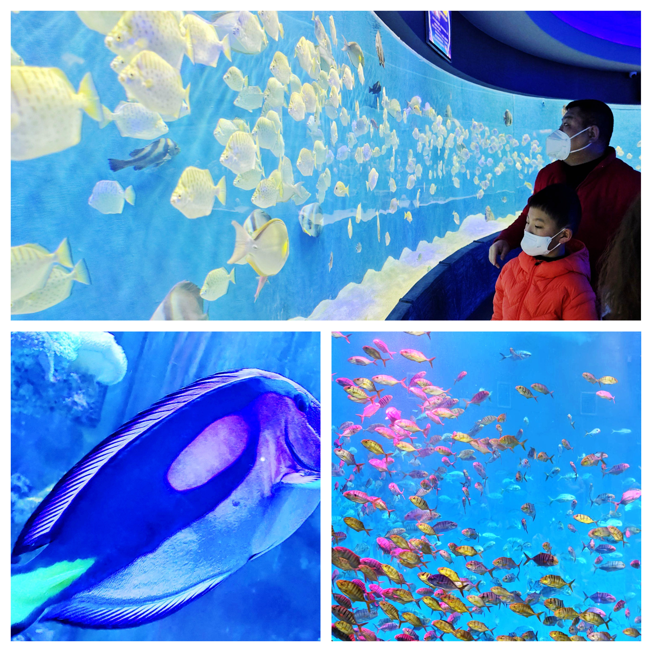 合肥海洋世界里面有儿童乐园吗,带娃去合肥海洋馆游玩攻略