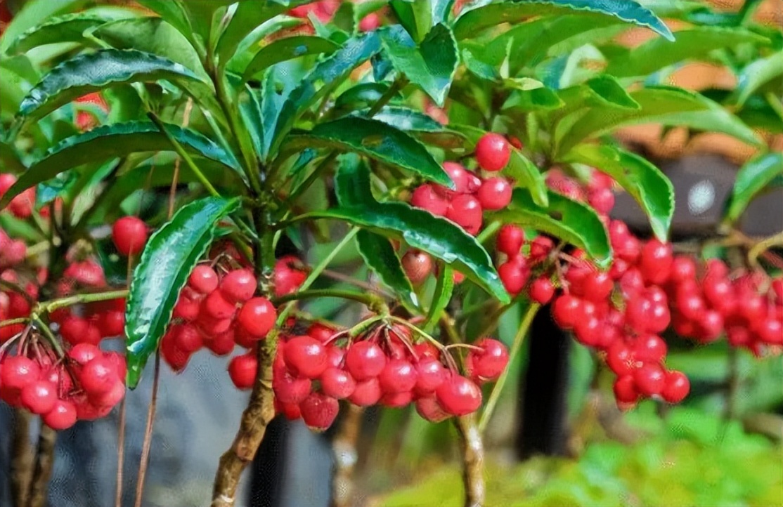 大气的花卉名字大全四个字,二字植物名字大全