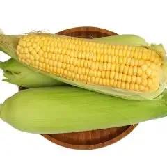 喜欢吃玉米的别错过，盘点国内十大优质玉米产地