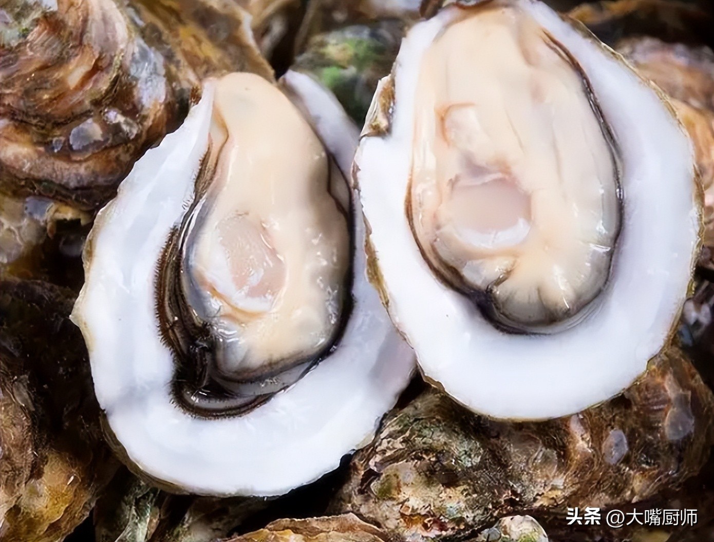 长得跟生蚝差不多的海鲜,长的一样价格相差很多