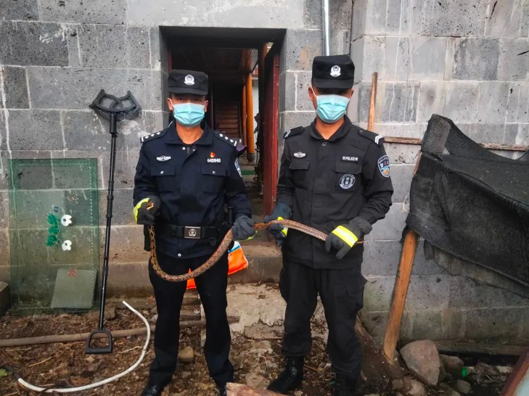 最毒的蛇碰上最毒的蜥蜴,最凶猛最毒的蛇