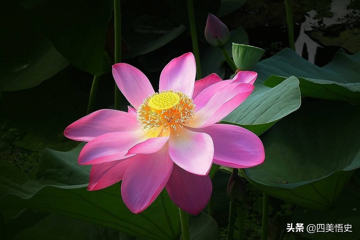 荷花出淤泥不染濯清涟而不妖,荷花出淤泥而不染濯清涟而不妖