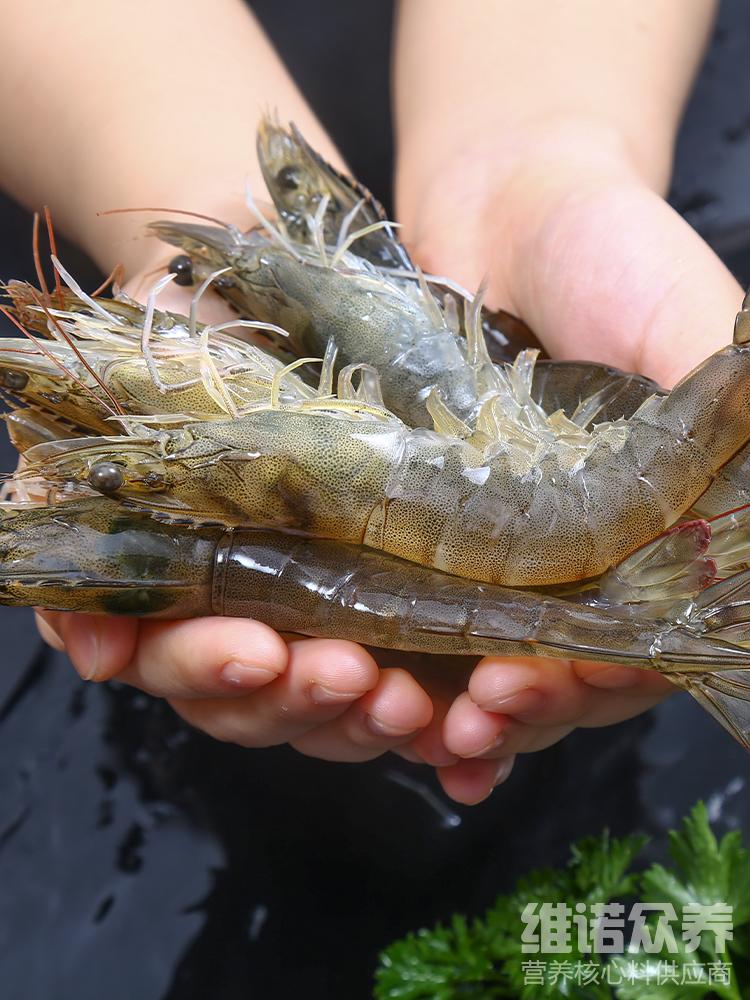 虾饲料有哪些配方比较好,大龙虾饲料配方大全