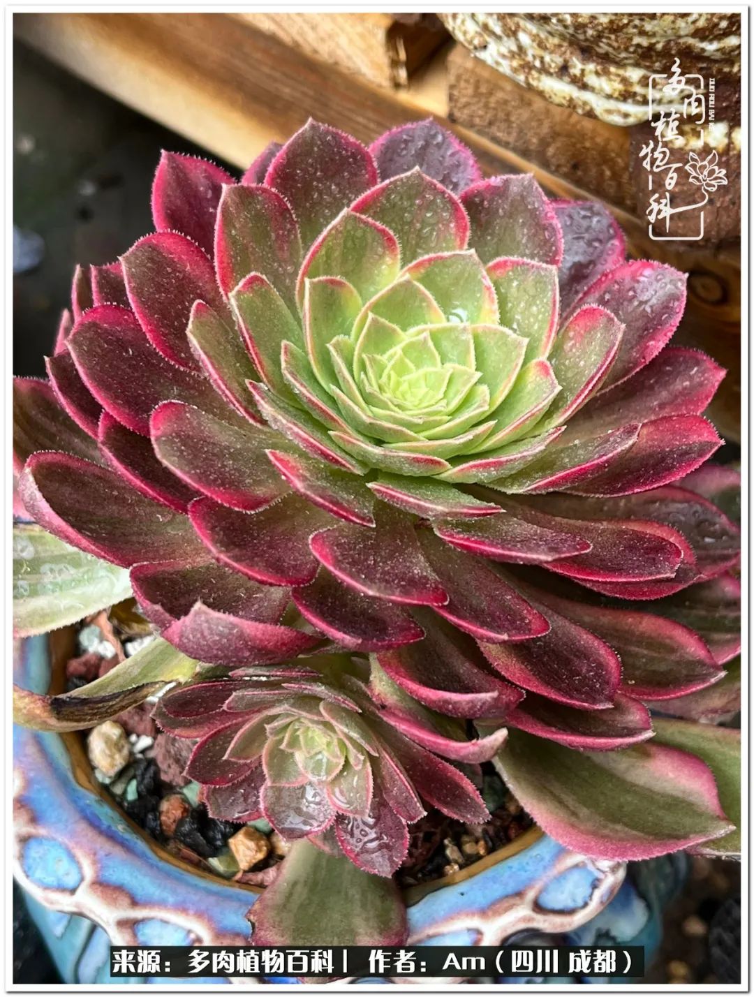 多肉小盆友生活多姿多彩,多肉小精灵福享不停