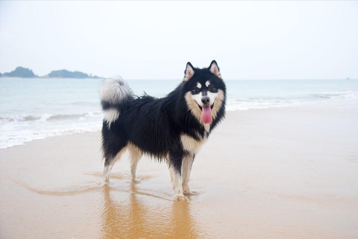 最暖心的狗狗排行榜,最暖的大型狗狗是哪种