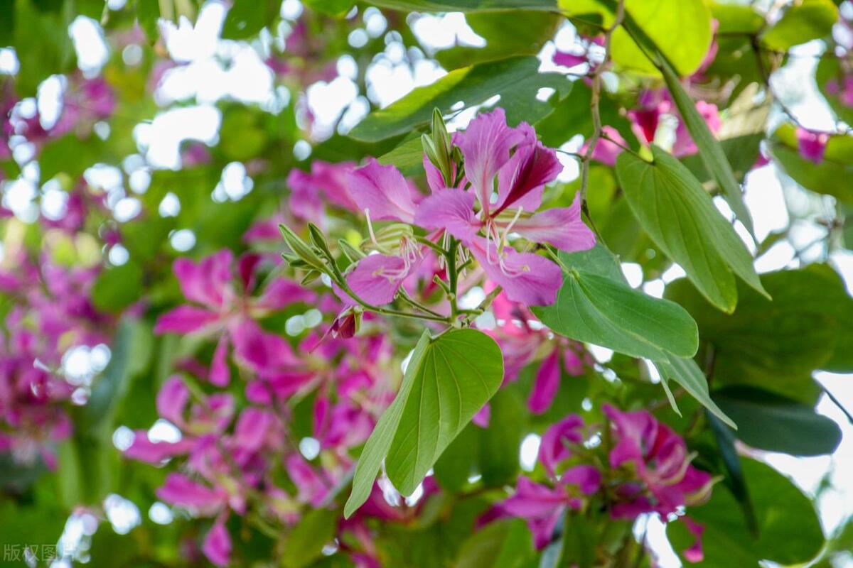 最美紫荆花海,紫荆花海图片欣赏